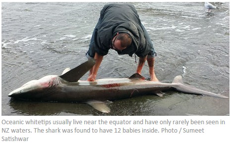 罕见白鳍鲨尸体冲上Muriwai 腹中发现12条小鲨