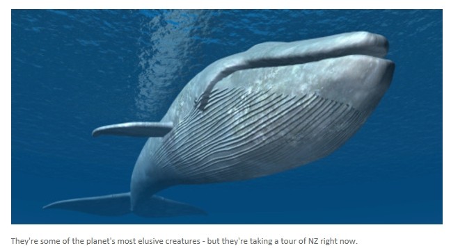 上升洋流带来完美食物 超珍稀蓝鲸现身北岛海
