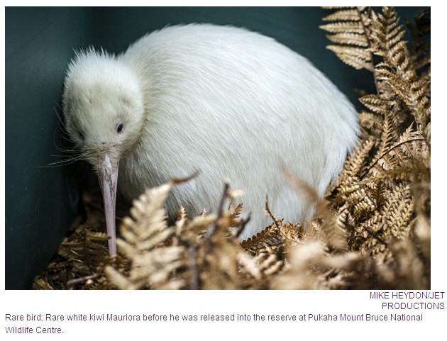 珍稀白色kiwi鸟放归大自然 个性活跃好斗