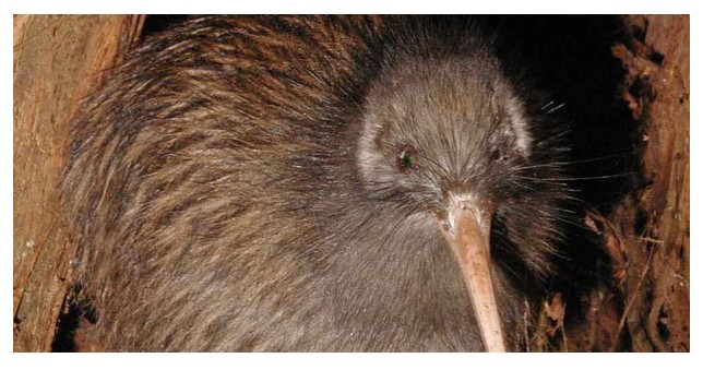 kiwi鸟原是澳洲货?生物学称其与鸸鹋属