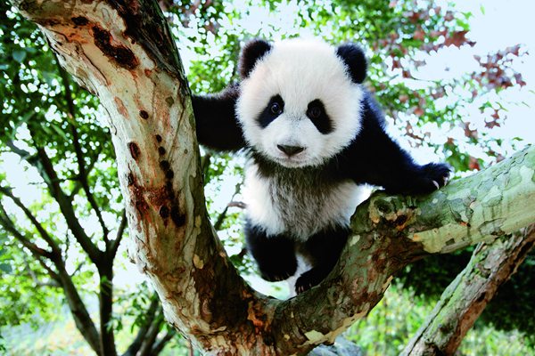 去中国抱着熊猫吃火锅 成都直飞奥克兰航班启