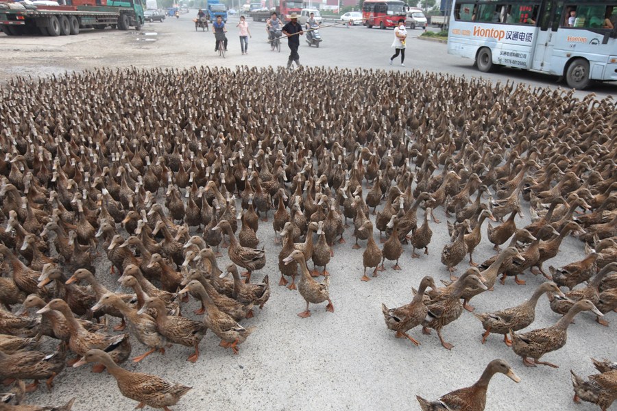 难得一见的盛况浙江台州5000只鸭子逛马路组图