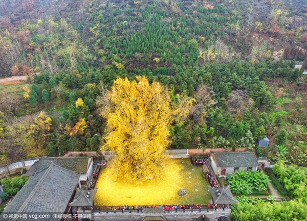 航拍西安古观音禅寺千年银杏树落叶铺金毯组图