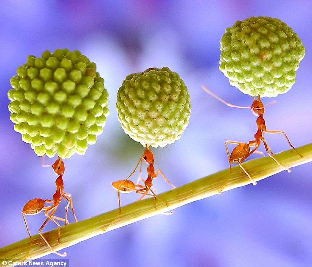 adiyanto利用一套特制的微距摄影装置,拍摄到蚂蚁在合欢树上搬运荚果