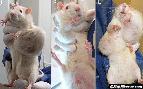 法国发现白老鼠吃转基因玉米后患上巨大肿瘤