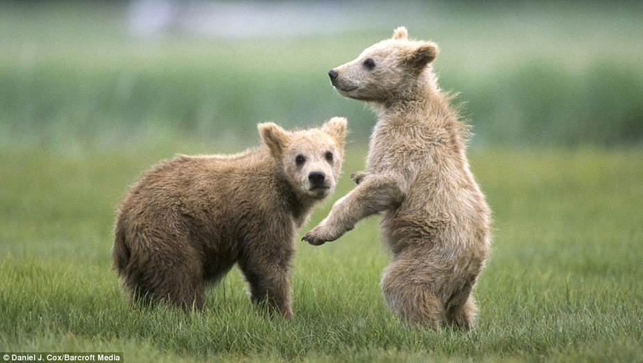 拉斯维加斯海岸小棕熊模仿父母摔跤有模有样