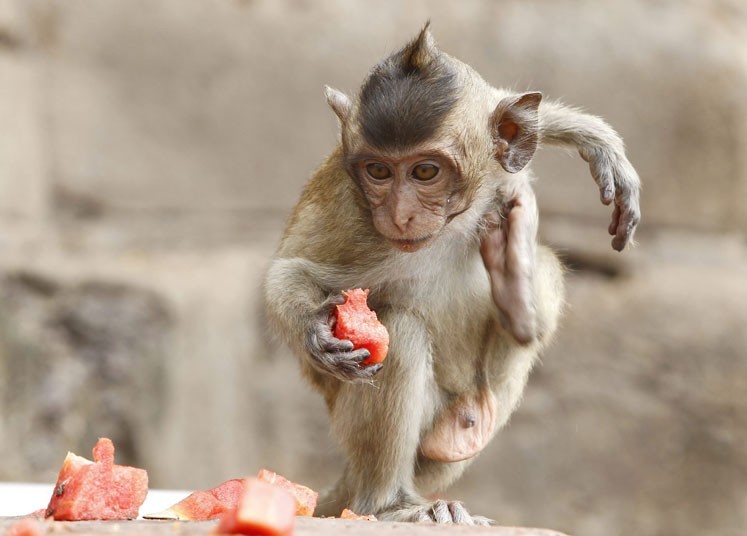 泰国猴子自助美食节:4吨水果专供猴子享用(组
