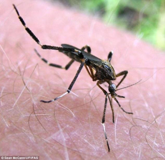 佛州现超级吸血鬼巨蚊有普通蚊20倍大组图