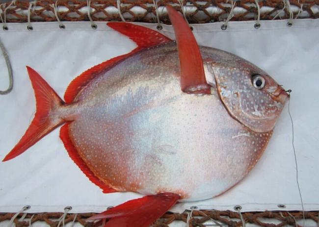 人类发现第1条温血鱼 安装测温传感器后放生(图)